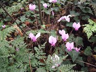 Bosco_Nicolosi - Cyclamen_Primulaceae_20101029 020.jpg